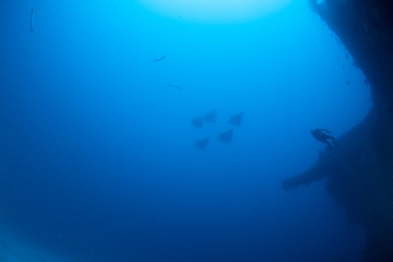 Doc De Milly - A school of eagle rays swim by the wrek