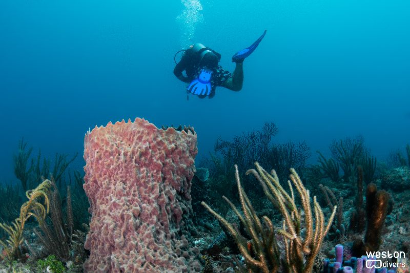 Ant Beds - Barrel sponges are typical in all 3rd reef in south Florida