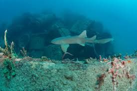 Sea Emperor - A nurse shark patrols the wreck