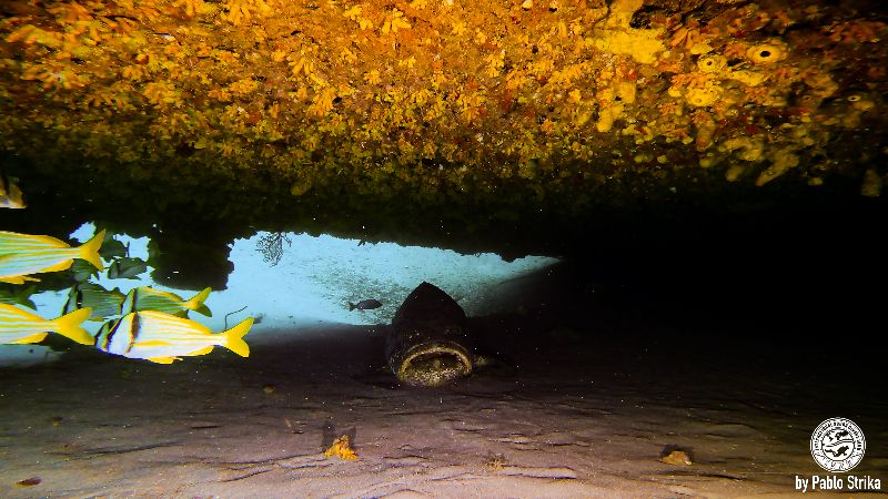 Sea Emperor - A Goliath grouper guards one of the entrances to the inside