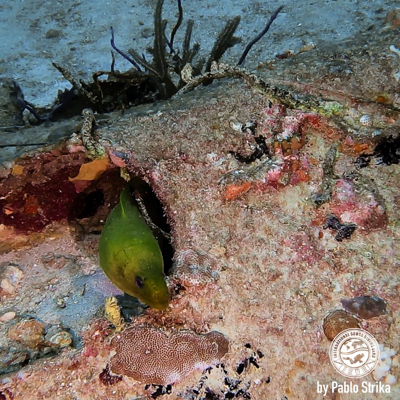 Noulla Express - A moray eel hides behind what's left of this wreck