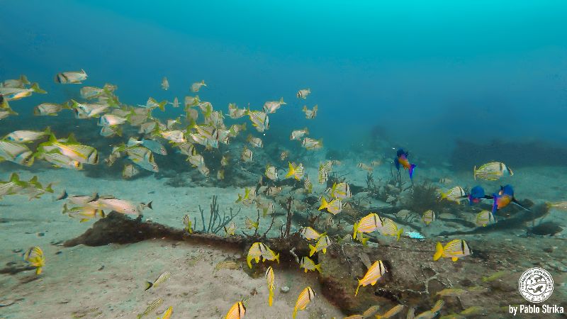 Noulla Express - Mostly a flat site. Grunts and pork fish can be counted by the thousands