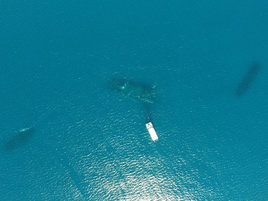 Merci Jesus - A view of the Fort Lauderdale wreck trek from the above