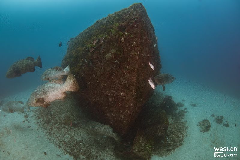 Esso Bonaire - Goliaths aggregate in this site by the end of the summer