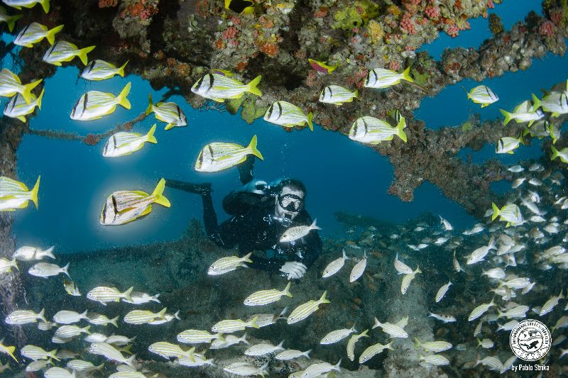 Andro - A diver hovers among schools of pork fish and grunts