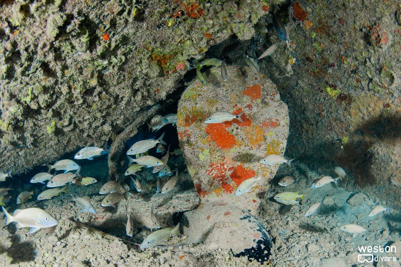 Andro - A close view to the propeller