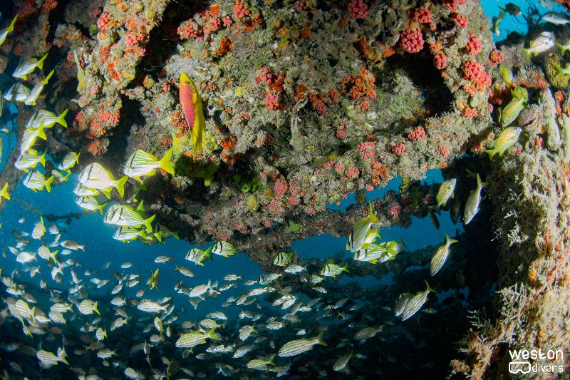 Andro - The is no spot in the wreck that has no coral