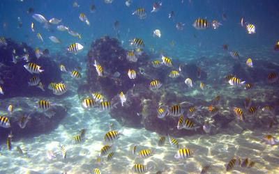 Ocean Inlet Park Reef dive site photo