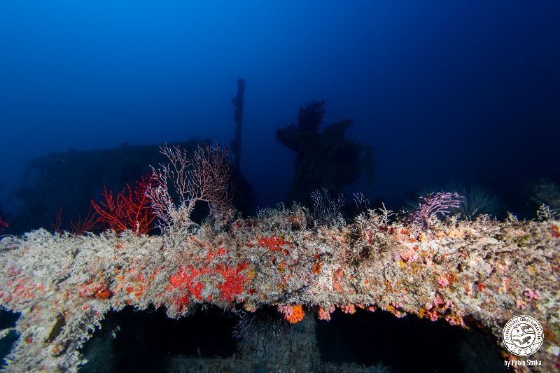 Mystic Isle - Corals have already colonized all parts of this wreck