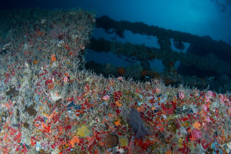 Miguana - Corals have colonized most of the wreck