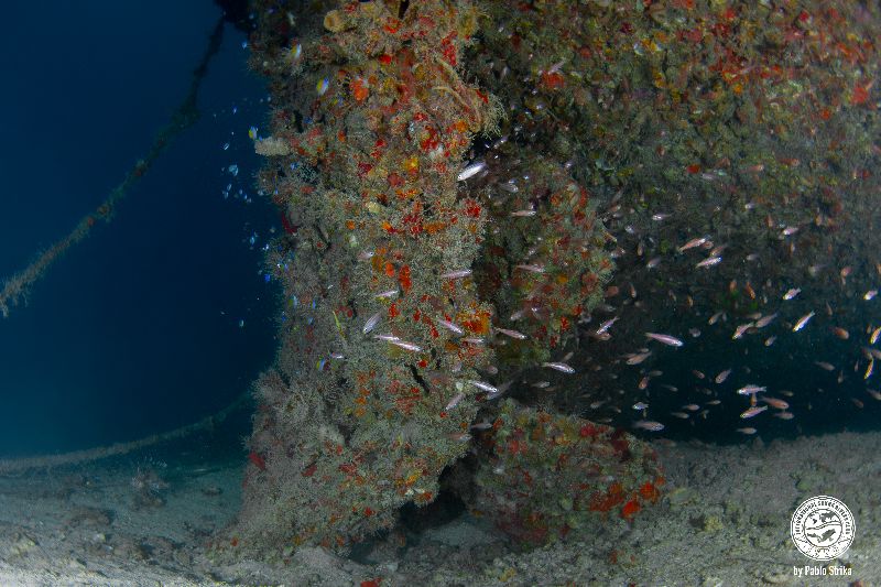 Etoile de Mer - The propeller is still intact