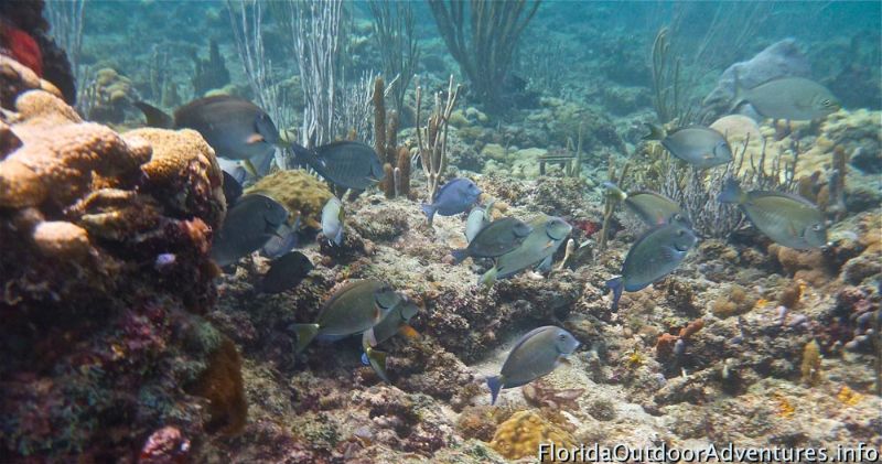 Vista Park - Marine life thrives in this shallow site