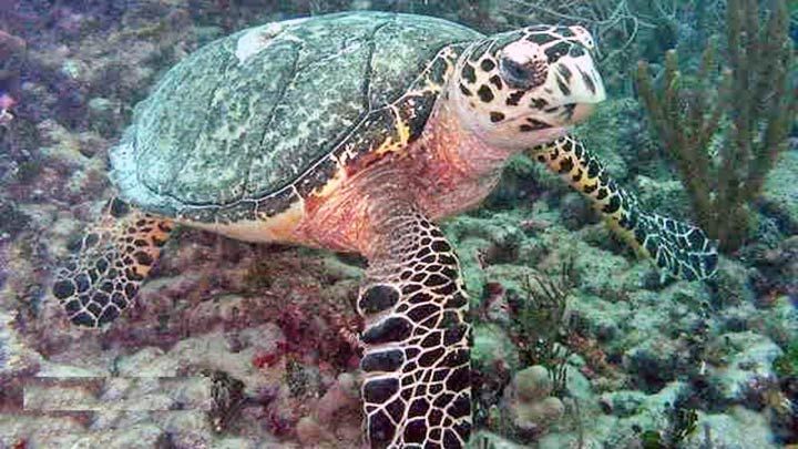 Vista Park - A turtle swims over the reef