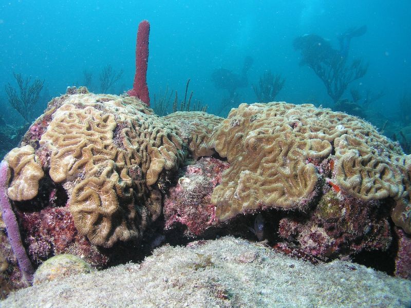 Vista Park - Brain corals can be found in this site