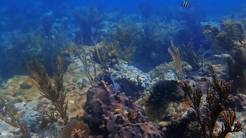 Emerald - This reef has plenty of marine life