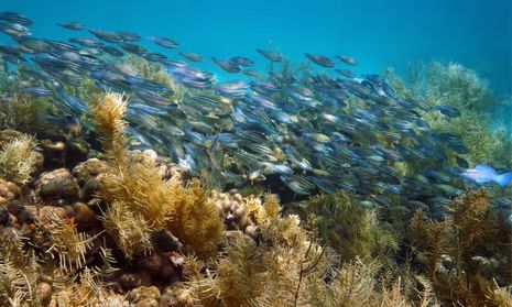 Emerald - Divers shall expect schools of fish swimming around