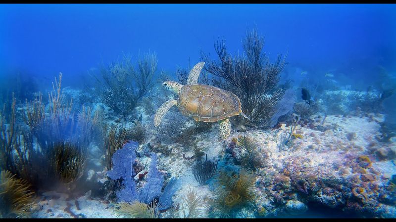 Emerald - A green turtle hovers over the reef