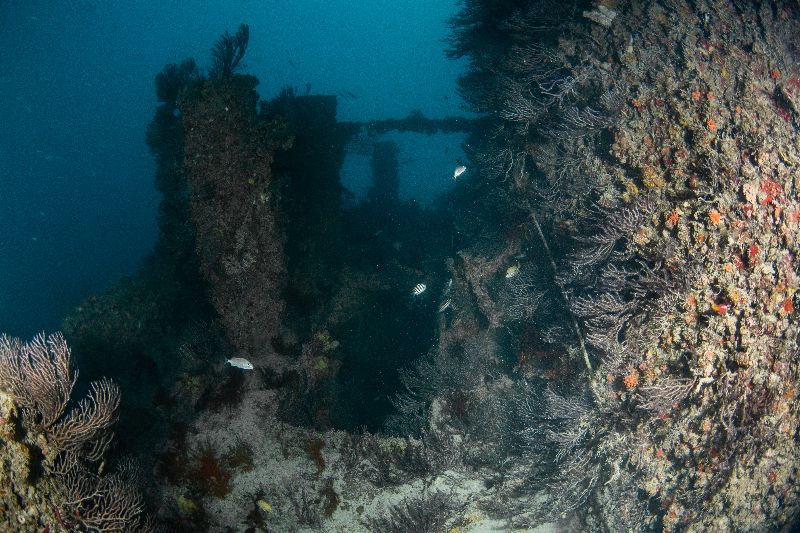 Sheri Lyn - Soft corals have colonized this wreck long ago