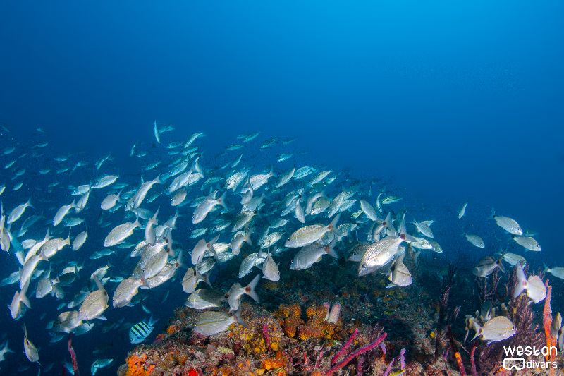 Tenneco Towers Shallow - Marine life is very abundant in this site