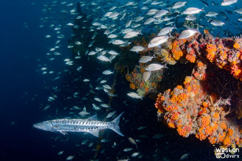 Tenneco Towers Shallow - A barracuda poses for the picture
