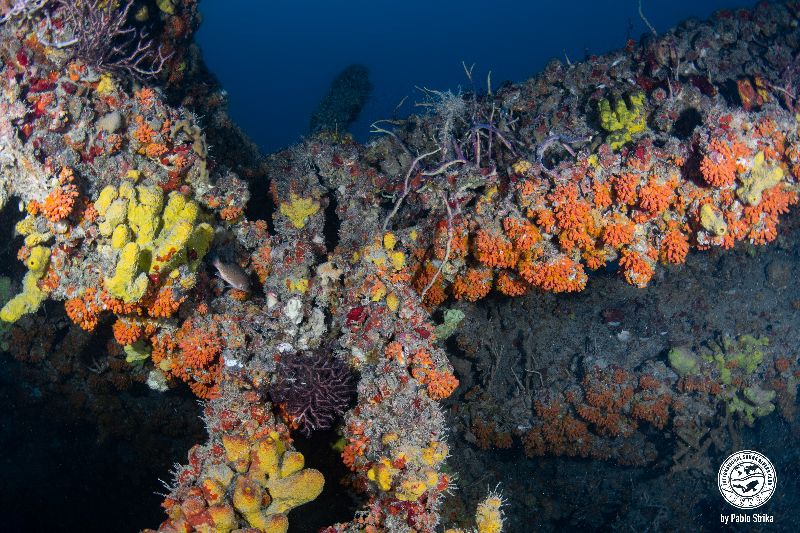 Tenneco Towers Shallow - Soft and hard corals have colonized the structures