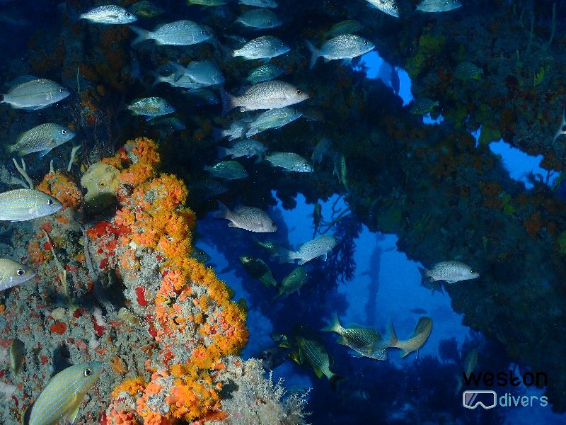 Tenneco Towers Shallow - An intricate structure creates the perfect environment for fish to thrive