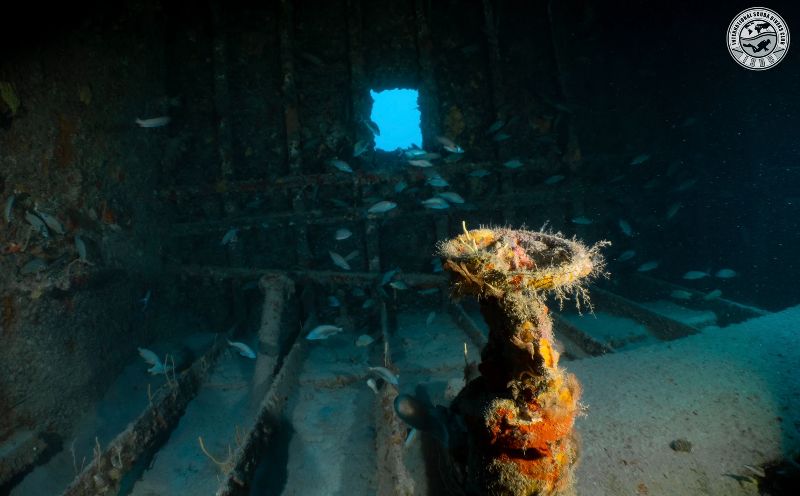 Miss Dania Beach - Many fish live in the empty interiors of this wreck