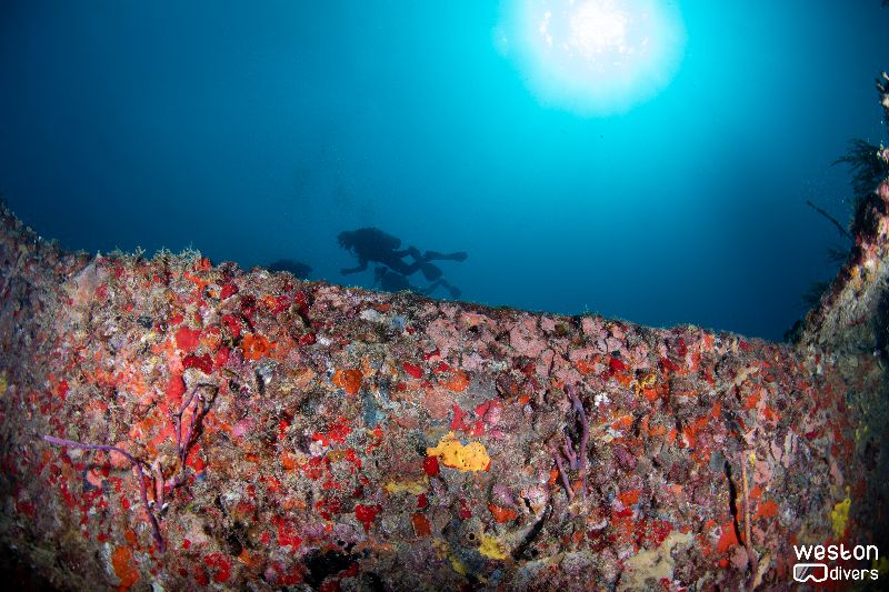 Miss Dania Beach - Diver hover over the wreck