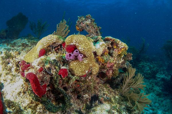 Rainbow - Typical coral formations for this area are found in this location