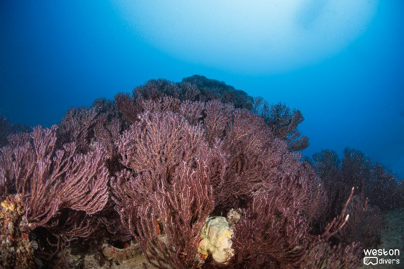 Almirante - Corals have grown all over the wreck