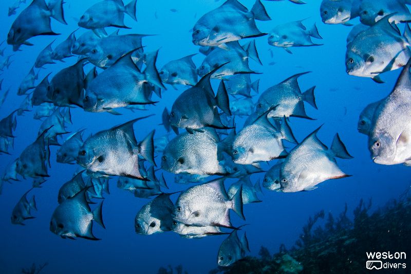 Almirante - A school of spade fish