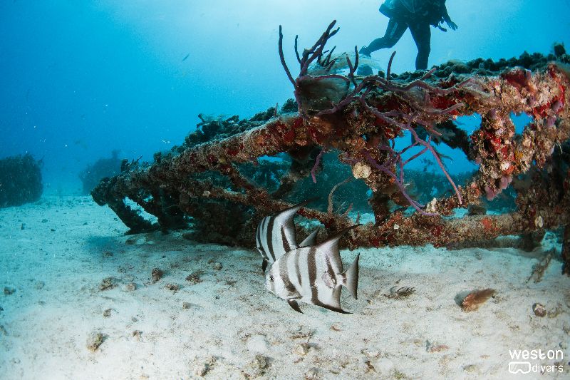 Radio Towers - A few spade fish swimming near the structures