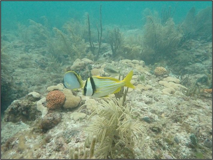 RJ's Ledge - Fairly flat reef but with good marine life