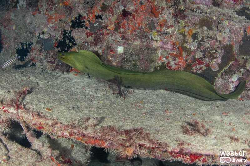 Tortuga - A resident eel