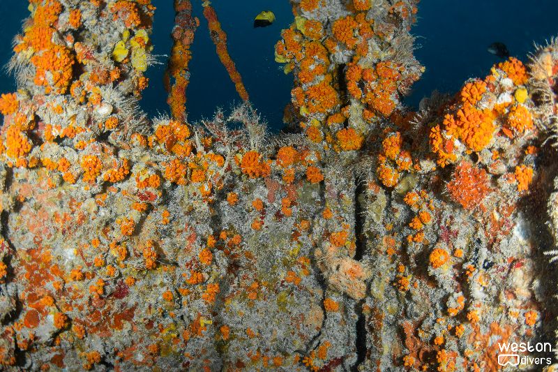 Tortuga - Corals have grown all over the wreck