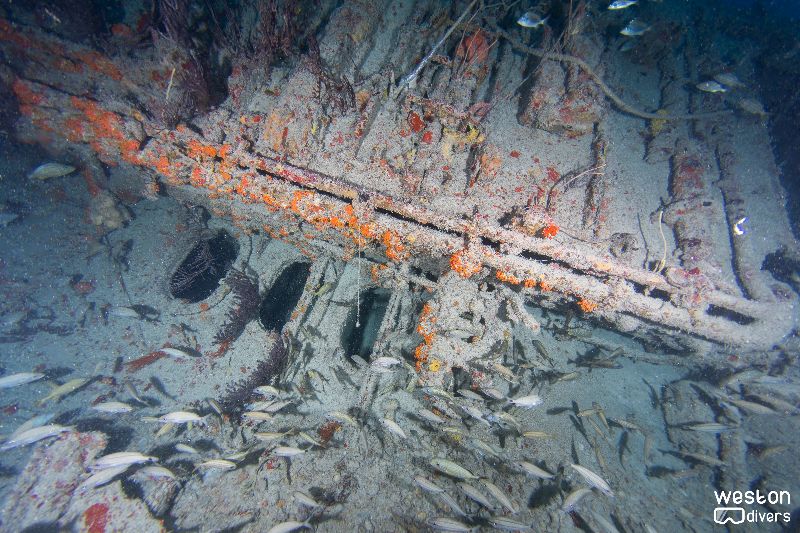 Deep Freeze - Marine life is very abundant in this site