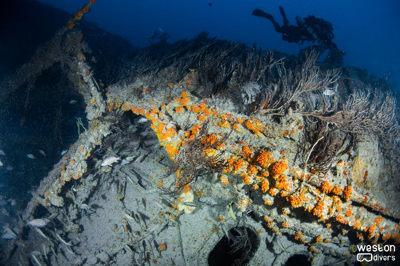 Deep Freeze - A diver swims over the wreck