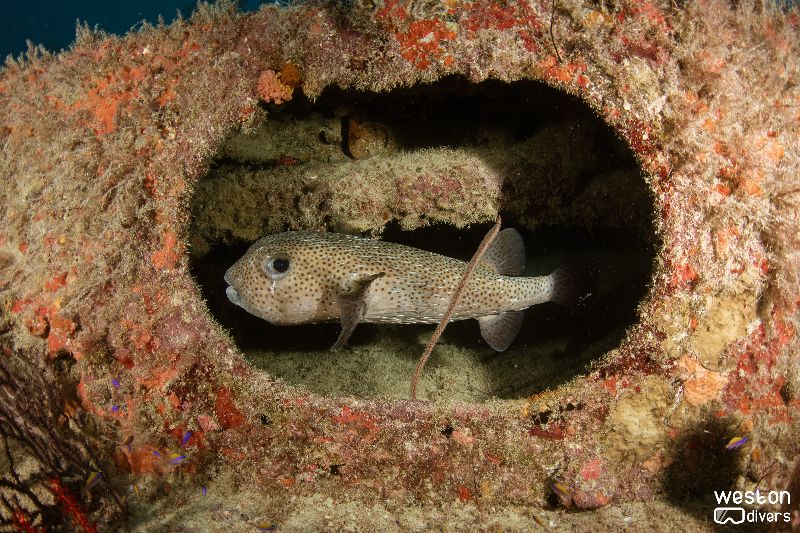 Deep Freeze - A pufferfish hides in a manhole
