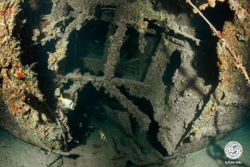 Lakeland - The wreck has been colonized by corals long ago