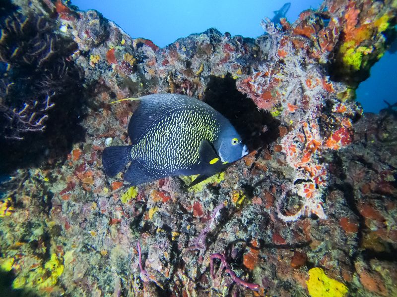 Orion - An angelfish poses for the picture