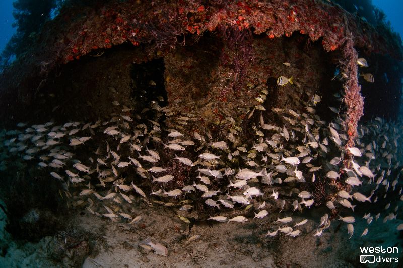Blue Fire - Lots of tropical fish live in this wreck