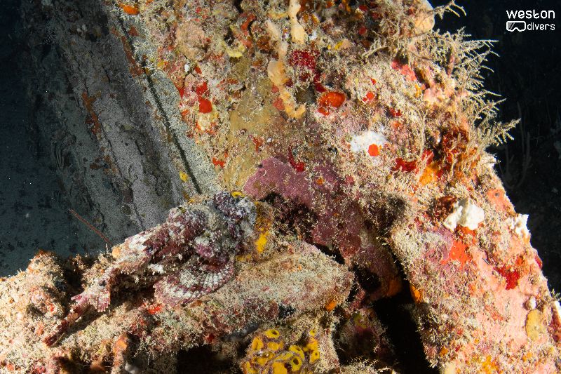 Ophelia Bryan - The wreck has received significant damage
