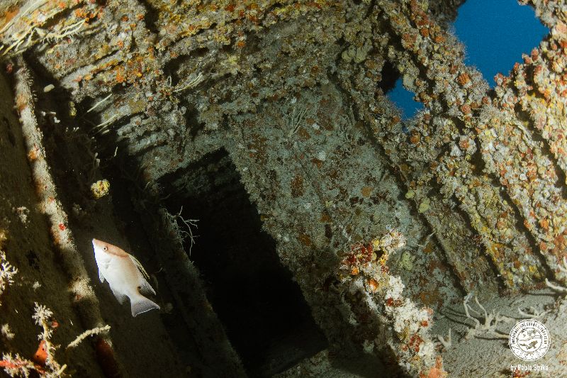 Ophelia Bryan - Penetration is possible in the wreck - specially in the bow section