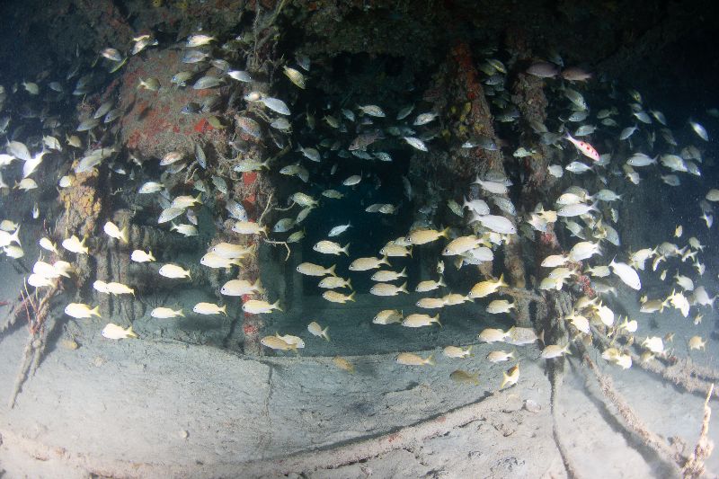 Ultra Freeze - Marine life is abundant everywhere in this wreck