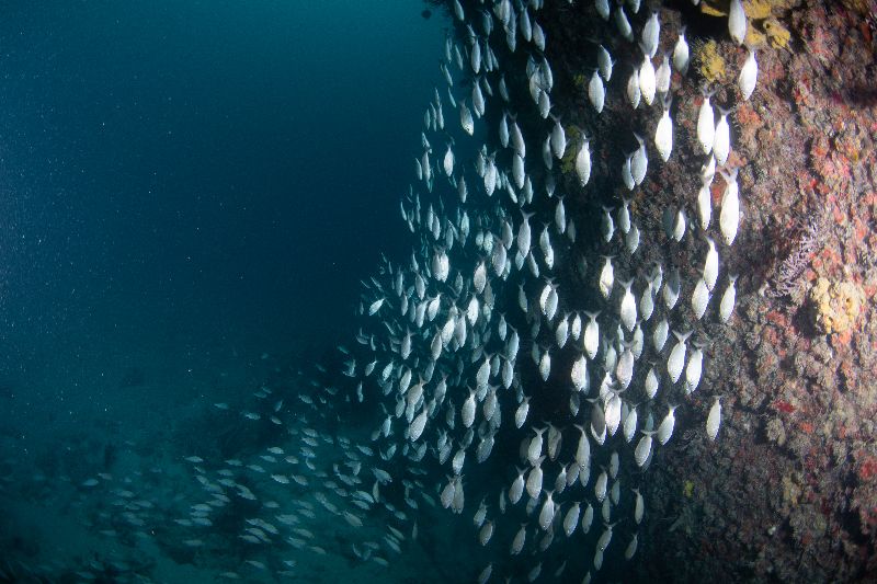 Ultra Freeze - More and more marine life