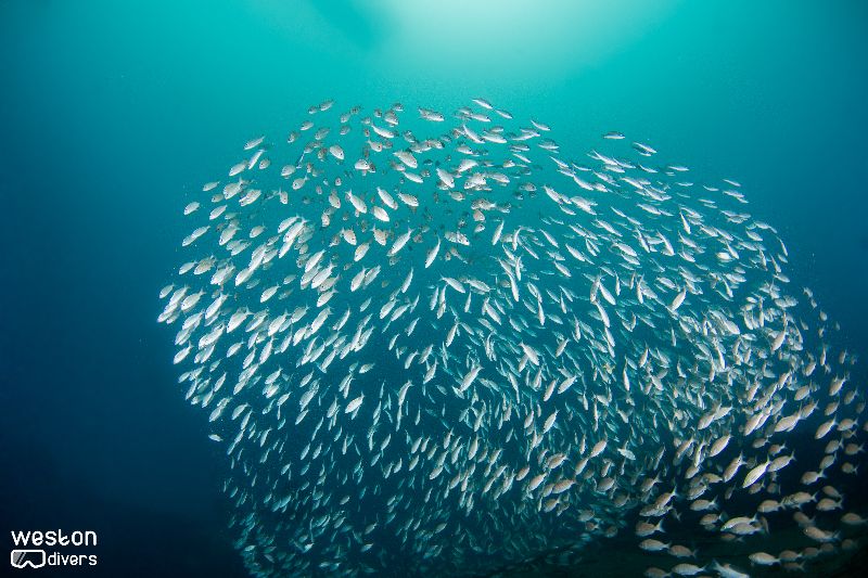 Ultra Freeze - A nice fish ball swimming in sync with the wreck
