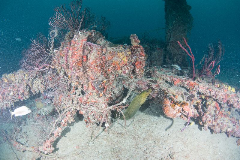 Ultra Freeze - A moray eel hides under the bow winch