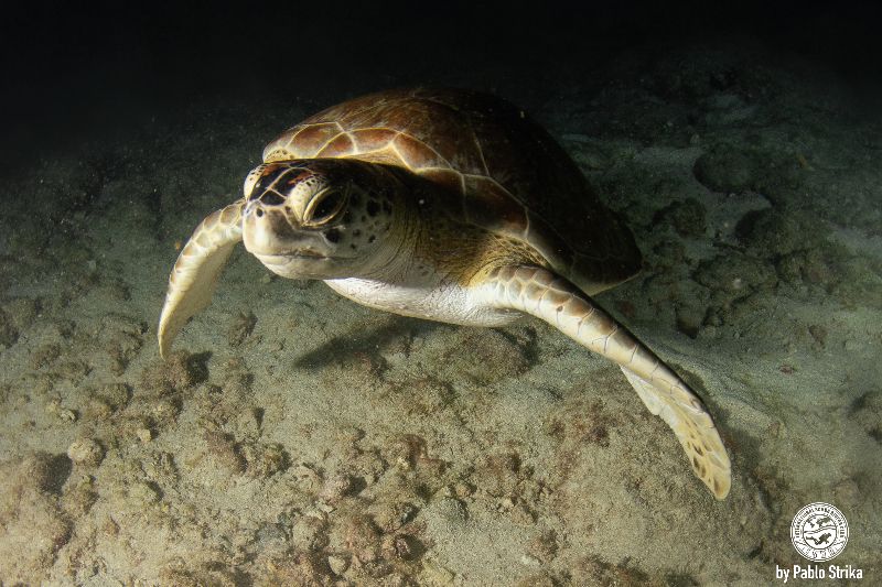 The Pipes - A visiting and friendly turtle on a night dive