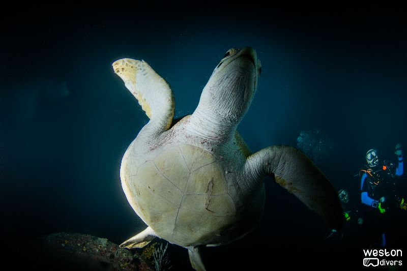 The Pipes - A turtle poses for the pic leaving divers in a second plane