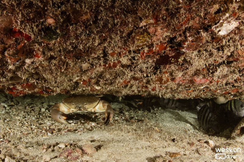 The Pipes - At night, marine creatures that are resting during the day come to light